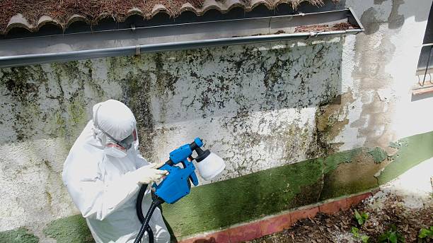 Top rated local Bathroom Mold Removal specialists in Thorndale, TX